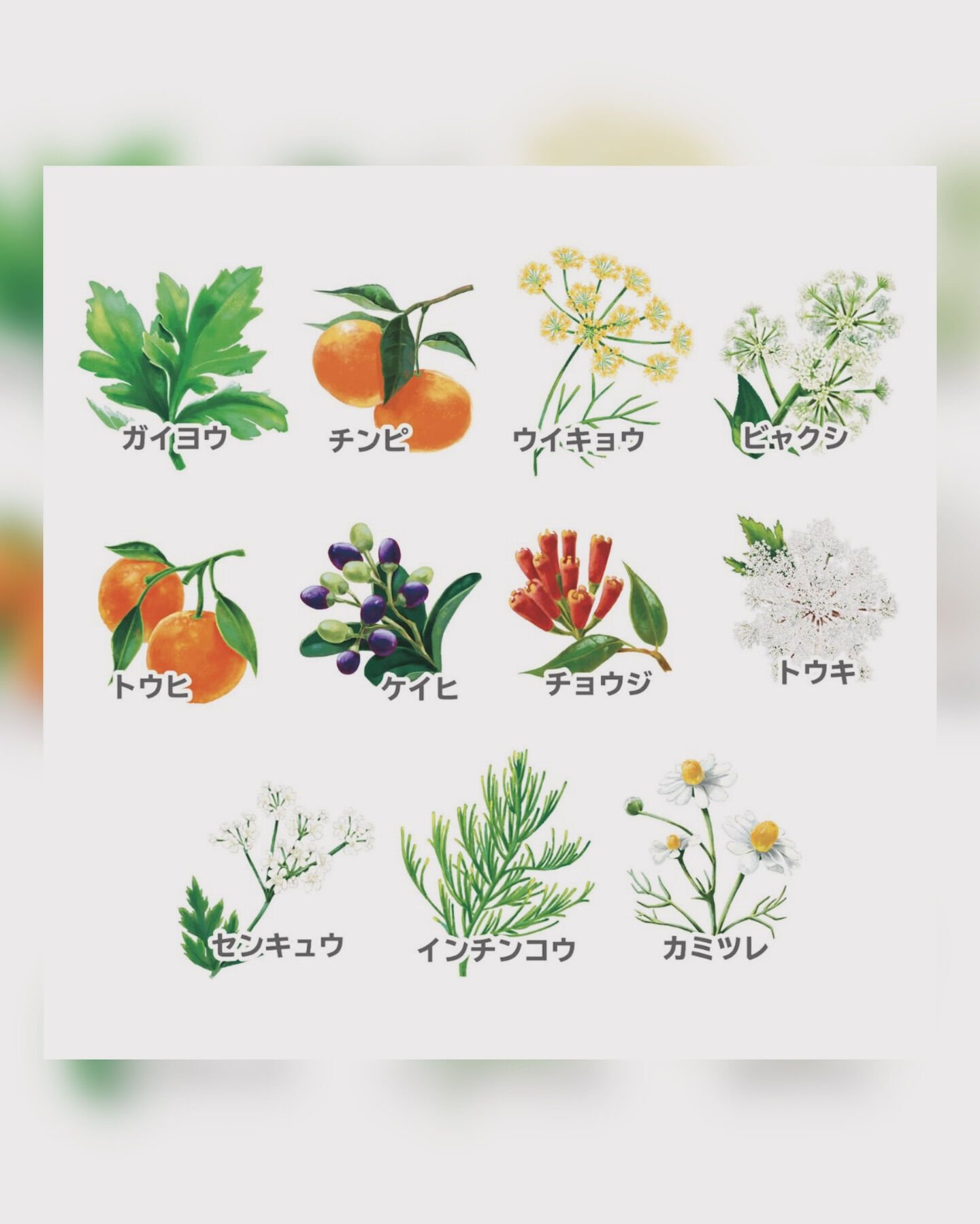 『次世代よもぎ蒸し』とは？